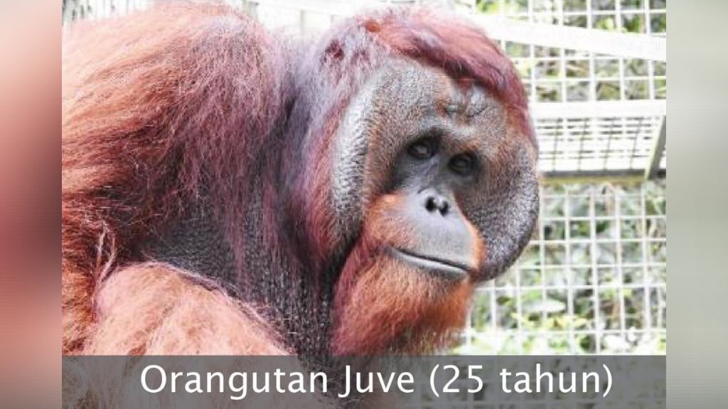 Balai Konservasi Sumber Daya Alam (BKSDA) Kalimantan Timur Kementerian Lingkungan Hidup dan Kehutanan (KLHK) bersama Yayasan Borneo Orangutan Survival (BOS) kembali melaksanakan pelepasliaran Orangutan di awal tahun 2021.